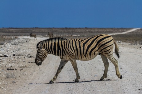 Zebra auf Piste im Etosha NP