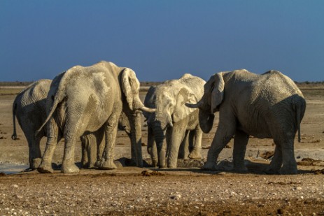 Elefanten bei Wasserloch Nebrownii im Etosha NP