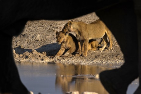 Elefanten und Löwen an Wasserloch im Etosha NP