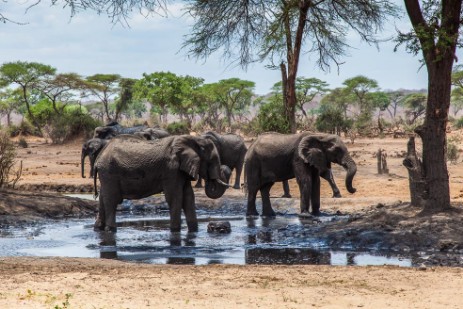  Elefanten am Wasserloch am Senyati Safari Camp