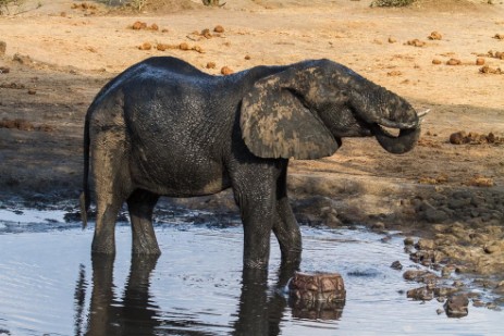  Elefant am Wasserloch am Senyati Safari Camp