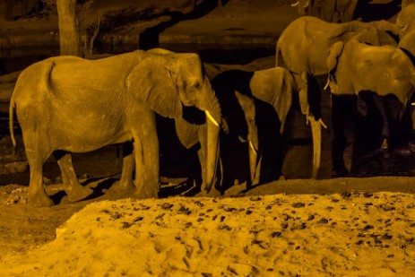 Elefanten am Wasserloch im Senyati Safari Camp