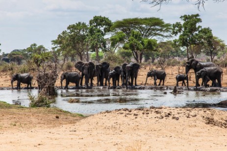  Elefanten am Wasserloch am Senyati Safari Camp