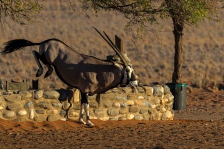 Oryx springt über Mauer am Sesriem Campsite