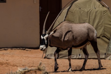 Oryx neben Zelt am Sesriem Campsite