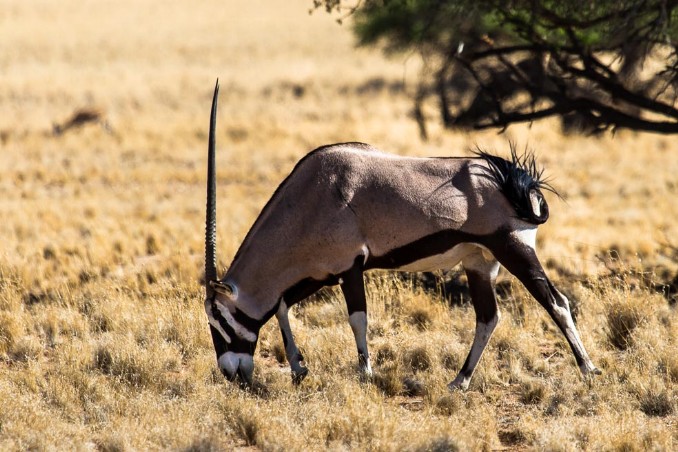 Oryx im Namib Naukluft NP