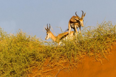 Springbocks in Dünen bei Sossusvlei im Namib-Naukluft NP