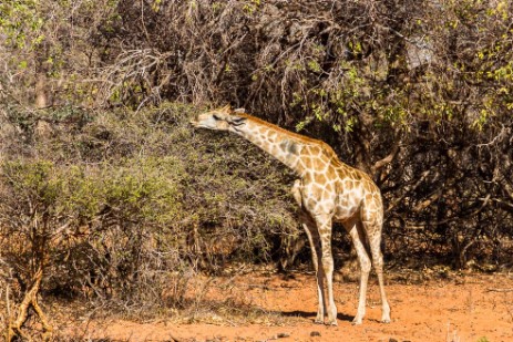 Giraffe am Waterberg Plateau Park