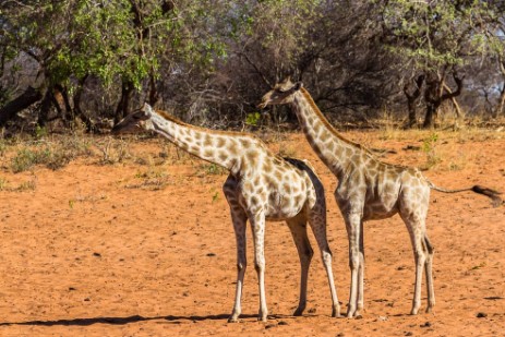 Giraffen am Waterberg Plateau Park